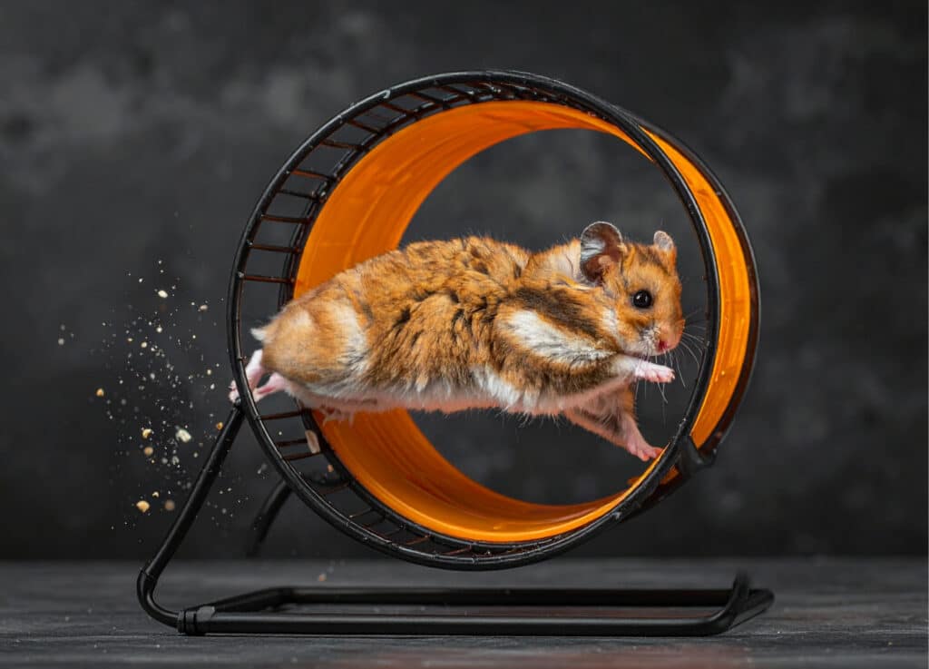 hamster on a wheel exercising to earn its food small group personal training Herne Bay